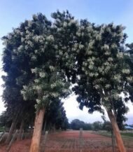 🌿 منجلتونيا عطرية – Millingtonia hortensis الاسم العلمي: Millingtonia hortensis L.f. من أسمائها المتداولة: منجلتونيا عطرية – شجرة المنجلتونيا – الياسمين الشجري – شجرة الياسمين الهندي – Indian Cork Tree – Tree Jasmine – Jasmine Tree – Millingtonia hortensis
