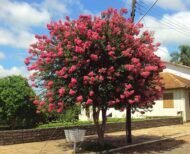 – Pink Crape Myrtle – Tonto Crape Myrtle – Lagerstroemia indica ‘Tonto’من أسمائها المتداولة: تمر حنا روز – تمر حنة روز – لاغرستروميا روز – كريب ميرتل وردي