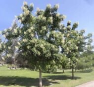 🌿 منجلتونيا عطرية – Millingtonia hortensis الاسم العلمي: Millingtonia hortensis L.f. من أسمائها المتداولة: منجلتونيا عطرية – شجرة المنجلتونيا – الياسمين الشجري – شجرة الياسمين الهندي – Indian Cork Tree – Tree Jasmine – Jasmine Tree – Millingtonia hortensis
