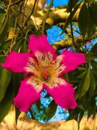 – Silk Floss Tree – Floss Silk Tree – Palo Borrachoمن أسمائها المتداولة: كوريزيا – كوريزيا مزهرة – شجرة زجاجة الحرير – شجرة الحرير