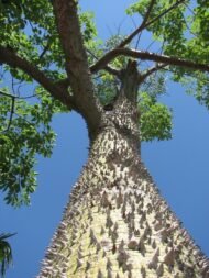 – Silk Floss Tree – Floss Silk Tree – Palo Borrachoمن أسمائها المتداولة: كوريزيا – كوريزيا مزهرة – شجرة زجاجة الحرير – شجرة الحرير