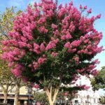 – Pink Crape Myrtle – Tonto Crape Myrtle – Lagerstroemia indica ‘Tonto’من أسمائها المتداولة: تمر حنا روز – تمر حنة روز – لاغرستروميا روز – كريب ميرتل وردي
