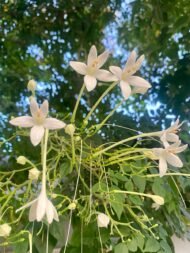 🌿 منجلتونيا عطرية – Millingtonia hortensis الاسم العلمي: Millingtonia hortensis L.f. من أسمائها المتداولة: منجلتونيا عطرية – شجرة المنجلتونيا – الياسمين الشجري – شجرة الياسمين الهندي – Indian Cork Tree – Tree Jasmine – Jasmine Tree – Millingtonia hortensis