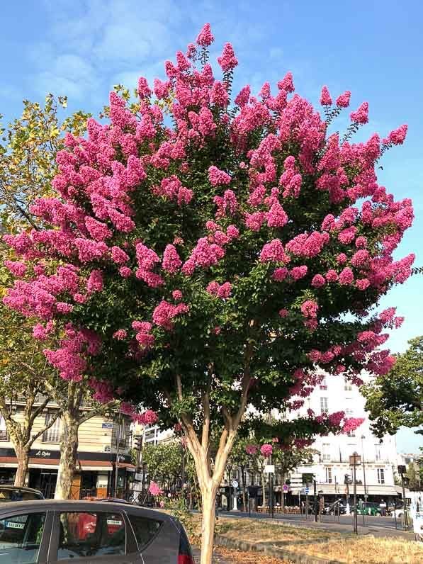 – Pink Crape Myrtle – Tonto Crape Myrtle – Lagerstroemia indica ‘Tonto’من أسمائها المتداولة: تمر حنا روز – تمر حنة روز – لاغرستروميا روز – كريب ميرتل وردي