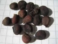 – Silk Floss Tree – Floss Silk Tree – Palo Borrachoمن أسمائها المتداولة: كوريزيا – كوريزيا مزهرة – شجرة زجاجة الحرير – شجرة الحرير