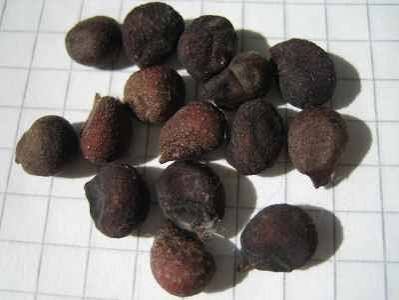 – Silk Floss Tree – Floss Silk Tree – Palo Borrachoمن أسمائها المتداولة: كوريزيا – كوريزيا مزهرة – شجرة زجاجة الحرير – شجرة الحرير