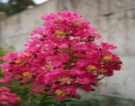 – Pink Crape Myrtle – Tonto Crape Myrtle – Lagerstroemia indica ‘Tonto’من أسمائها المتداولة: تمر حنا روز – تمر حنة روز – لاغرستروميا روز – كريب ميرتل وردي