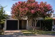 – Pink Crape Myrtle – Tonto Crape Myrtle – Lagerstroemia indica ‘Tonto’من أسمائها المتداولة: تمر حنا روز – تمر حنة روز – لاغرستروميا روز – كريب ميرتل وردي