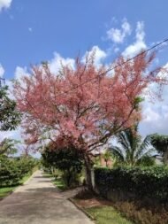 – Pink Shower Tree – Coral Shower Tree – Horse Cassia – Cassia grandisمن أسمائها المتداولة: كاسيا جرانديز – كاسيا وردية – كاسيا كبيرة – شجرة الكاسيا الوردية