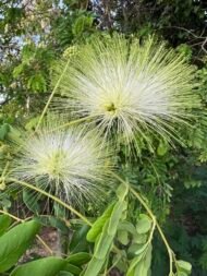 – Siris Tree – Woman’s Tongue Tree – East Indian Walnut – Lebbek Tree – Albizia lebbeckمن أسمائها المتداولة: لبخ ذقن الباشا – اللبخ – لبخ هندي – شجرة اللسان