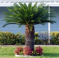 من أسمائها المتداولة: السيكاس، نخيل السيكاس، نخيل الساغو الياباني، Sago Palm، Japanese Sago Palm، King Sago Palm
