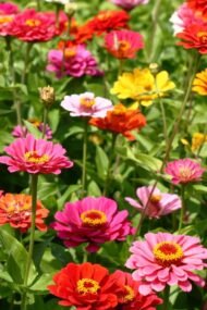 من أسمائها المتداولة: الزيزينيا البلدي – زينيا – زينيا بلدي – زهرة الزينيا – Zinnia – Common Zinnia – Elegant Zinnia – Youth-and-old-age