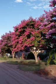 – Smoketree – Smoke Tree – Smoke Bush – European Smoketree – Eurasian Smoketreeمن أسمائها المتداولة: شجرة الدخان – شجيرة الدخان – السماق الدخاني