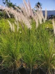 من أسمائها المتداولة: بناسيطم، عشب النافورة، حشيشة النافورة، العشب الريشي، Fountain Grass، Crimson Fountaingrass، Purple Fountain Grass
