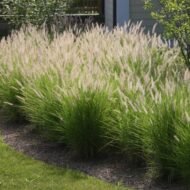 من أسمائها المتداولة: بناسيطم، عشب النافورة، حشيشة النافورة، العشب الريشي، Fountain Grass، Crimson Fountaingrass، Purple Fountain Grass