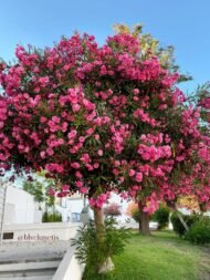 – Pink Crape Myrtle – Tonto Crape Myrtle – Lagerstroemia indica ‘Tonto’من أسمائها المتداولة: تمر حنا روز – تمر حنة روز – لاغرستروميا روز – كريب ميرتل وردي