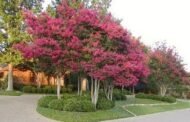 – Pink Crape Myrtle – Tonto Crape Myrtle – Lagerstroemia indica ‘Tonto’من أسمائها المتداولة: تمر حنا روز – تمر حنة روز – لاغرستروميا روز – كريب ميرتل وردي