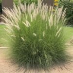 من أسمائها المتداولة: بناسيطم، عشب النافورة، حشيشة النافورة، العشب الريشي، Fountain Grass، Crimson Fountaingrass، Purple Fountain Grass