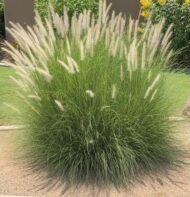 من أسمائها المتداولة: بناسيطم، عشب النافورة، حشيشة النافورة، العشب الريشي، Fountain Grass، Crimson Fountaingrass، Purple Fountain Grass