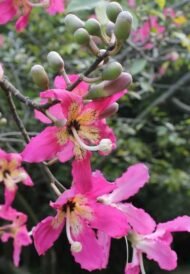 – Silk Floss Tree – Floss Silk Tree – Palo Borrachoمن أسمائها المتداولة: كوريزيا – كوريزيا مزهرة – شجرة زجاجة الحرير – شجرة الحرير