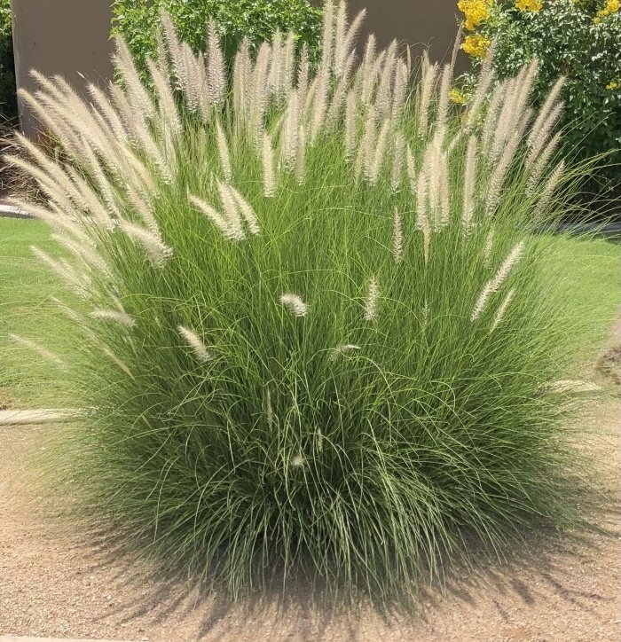 من أسمائها المتداولة: بناسيطم، عشب النافورة، حشيشة النافورة، العشب الريشي، Fountain Grass، Crimson Fountaingrass، Purple Fountain Grass