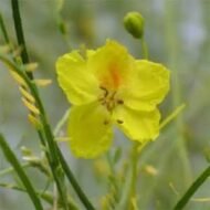 – Mexican Palo Verde – Jerusalem Thorn – Horse Beanمن أسمائها المتداولة: باركنسونيا – شوكة القدس – شجرة السور