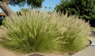 من أسمائها المتداولة: بناسيطم، عشب النافورة، حشيشة النافورة، العشب الريشي، Fountain Grass، Crimson Fountaingrass، Purple Fountain Grass