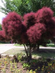 – Smoketree – Smoke Tree – Smoke Bush – European Smoketree – Eurasian Smoketreeمن أسمائها المتداولة: شجرة الدخان – شجيرة الدخان – السماق الدخاني