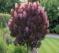 – Smoketree – Smoke Tree – Smoke Bush – European Smoketree – Eurasian Smoketreeمن أسمائها المتداولة: شجرة الدخان – شجيرة الدخان – السماق الدخاني