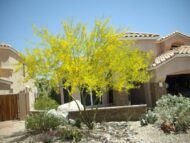 – Mexican Palo Verde – Jerusalem Thorn – Horse Beanمن أسمائها المتداولة: باركنسونيا – شوكة القدس – شجرة السور