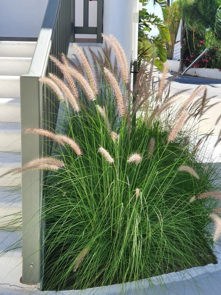 من أسمائها المتداولة: بناسيطم، عشب النافورة، حشيشة النافورة، العشب الريشي، Fountain Grass، Crimson Fountaingrass، Purple Fountain Grass