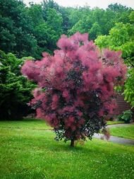 – Smoketree – Smoke Tree – Smoke Bush – European Smoketree – Eurasian Smoketreeمن أسمائها المتداولة: شجرة الدخان – شجيرة الدخان – السماق الدخاني