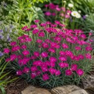 من أسمائها المتداولة: قرنفل صيني – القرنفل الصيني – ديانثس صيني – Chinese Pink – China Pink – China Dianthus – Indian Pink