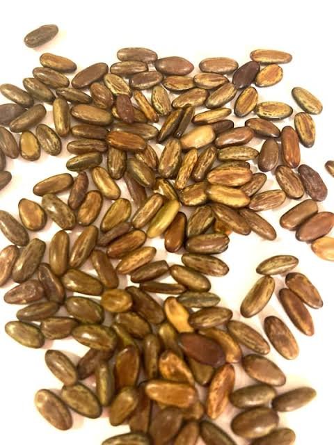 – Mexican Palo Verde – Jerusalem Thorn – Horse Beanمن أسمائها المتداولة: باركنسونيا – شوكة القدس – شجرة السور