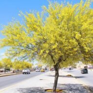 – Mexican Palo Verde – Jerusalem Thorn – Horse Beanمن أسمائها المتداولة: باركنسونيا – شوكة القدس – شجرة السور
