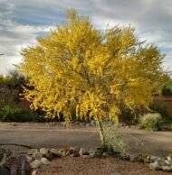 – Mexican Palo Verde – Jerusalem Thorn – Horse Beanمن أسمائها المتداولة: باركنسونيا – شوكة القدس – شجرة السور