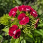 من أسمائها المتداولة: قرنفل صيني – القرنفل الصيني – ديانثس صيني – Chinese Pink – China Pink – China Dianthus – Indian Pink