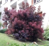 – Smoketree – Smoke Tree – Smoke Bush – European Smoketree – Eurasian Smoketreeمن أسمائها المتداولة: شجرة الدخان – شجيرة الدخان – السماق الدخاني