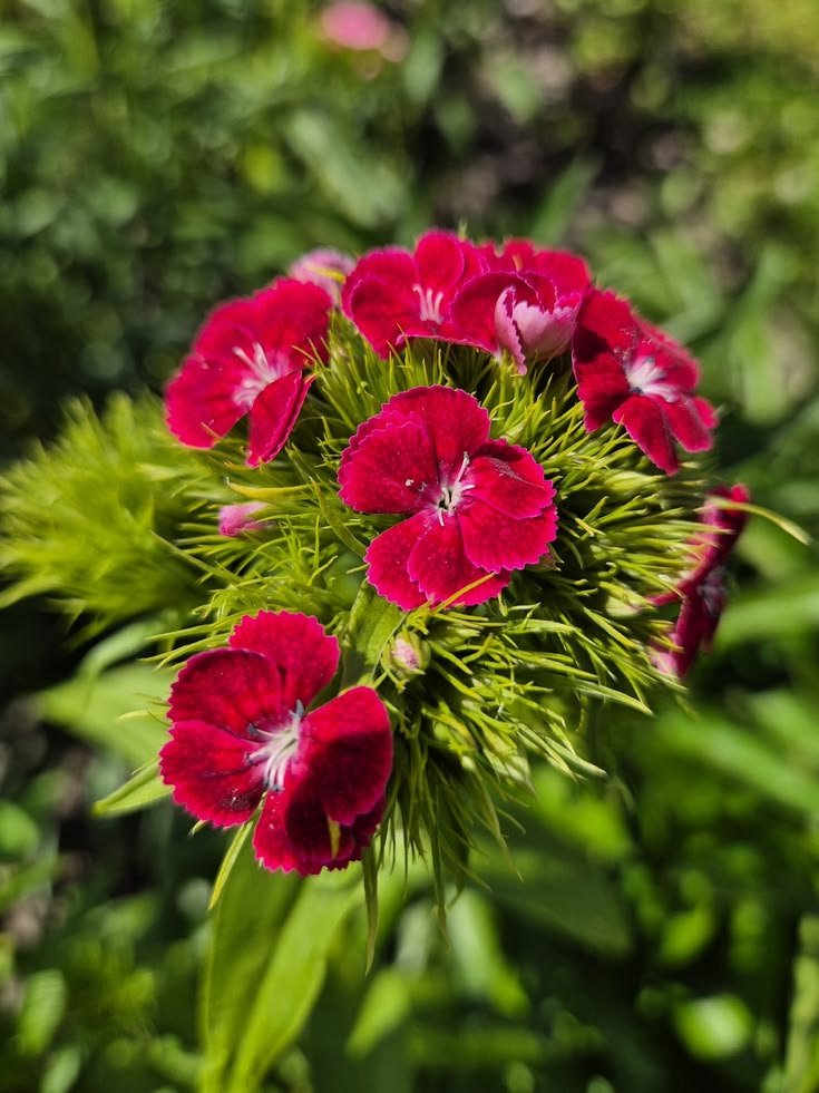 من أسمائها المتداولة: قرنفل صيني – القرنفل الصيني – ديانثس صيني – Chinese Pink – China Pink – China Dianthus – Indian Pink