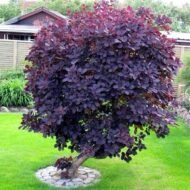 – Smoketree – Smoke Tree – Smoke Bush – European Smoketree – Eurasian Smoketreeمن أسمائها المتداولة: شجرة الدخان – شجيرة الدخان – السماق الدخاني