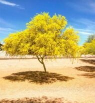 – Mexican Palo Verde – Jerusalem Thorn – Horse Beanمن أسمائها المتداولة: باركنسونيا – شوكة القدس – شجرة السور