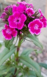 من أسمائها المتداولة: قرنفل صيني – القرنفل الصيني – ديانثس صيني – Chinese Pink – China Pink – China Dianthus – Indian Pink
