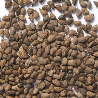 – Smoketree – Smoke Tree – Smoke Bush – European Smoketree – Eurasian Smoketreeمن أسمائها المتداولة: شجرة الدخان – شجيرة الدخان – السماق الدخاني