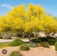 – Mexican Palo Verde – Jerusalem Thorn – Horse Beanمن أسمائها المتداولة: باركنسونيا – شوكة القدس – شجرة السور