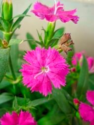 من أسمائها المتداولة: قرنفل صيني – القرنفل الصيني – ديانثس صيني – Chinese Pink – China Pink – China Dianthus – Indian Pink