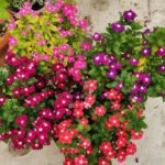 الاسم العلمي: Vinca spp من أسمائها المتداولة: الوينكا – البفتة – فينكا – الدفلى القزمية – Vinca – Periwinkle – Myrtle – Common Periwinkle