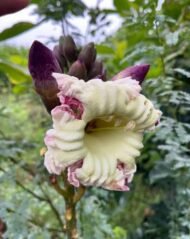 – Indian Trumpet Tree – Broken Bones Tree – Indian Broken Bone Tree – Midnight Horror – Oroxylum indicumمن أسمائها المتداولة: الأروكسوليم – أروكسوليم هندي – شجرة البوق الهندية – شجرة المظلة – شجرة العظم المكسور
