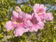 – Pink Tabebuia – Pink Trumpet Tree – Rosy Trumpet Tree – Roble – Tabebuia roseaمن أسمائها المتداولة: تابوبيا وردي – تابوبيا وردية – شجرة الأجراس الوردية – شجرة البوق الوردي