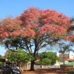 – Pink Shower Tree – Coral Shower Tree – Horse Cassia – Cassia grandisمن أسمائها المتداولة: كاسيا جرانديز – كاسيا وردية – كاسيا كبيرة – شجرة الكاسيا الوردية