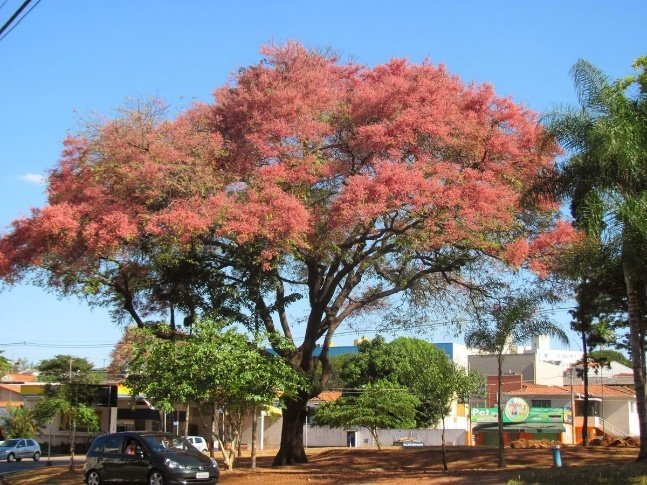 – Pink Shower Tree – Coral Shower Tree – Horse Cassia – Cassia grandisمن أسمائها المتداولة: كاسيا جرانديز – كاسيا وردية – كاسيا كبيرة – شجرة الكاسيا الوردية